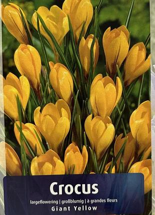 Crocus giant yellow