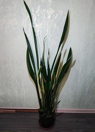 Сансивиерия трехполосная (ansevieria trafasciata laurentii, zeylanica)