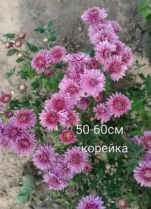 Хризантеми корейки та мультифлора 6