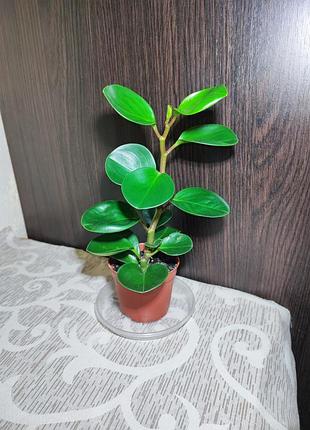 Пепперомия туполисная (peperomia obtusifolia green)