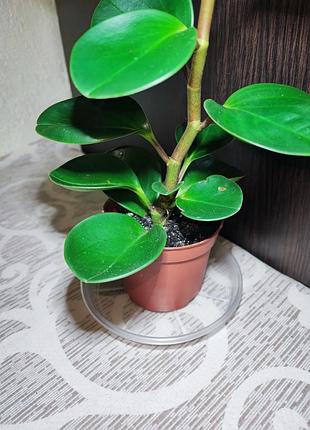 Пепперомия туполисная (peperomia obtusifolia green) 2