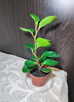 Пепперомия туполисная (peperomia obtusifolia green) 3