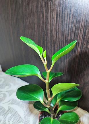 Пепперомия туполисная (peperomia obtusifolia green) 4