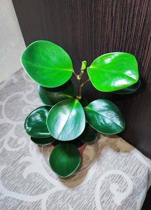 Пепперомия туполисная (peperomia obtusifolia green) 5