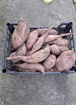 Продам батат для їжі 80 грн / кг