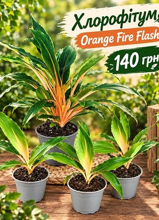 Хлорофітум orange fire flash