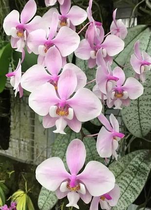 Орхідея phal. schilleriana (silver leaves) × sib
