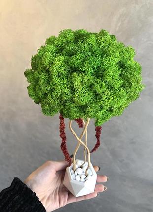 Дерево зі стабілізованим мохом та амарантом minature moss 30 см
