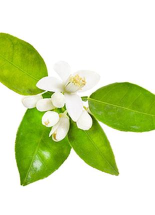 Neroli oil | эфирное масло нероли 2
