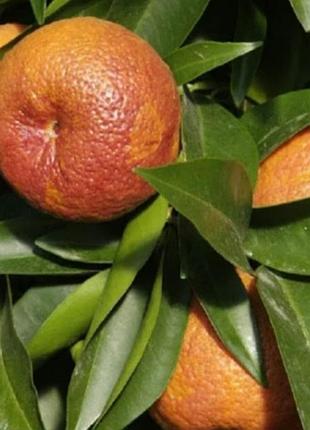 Саженцы "рубино"🍊