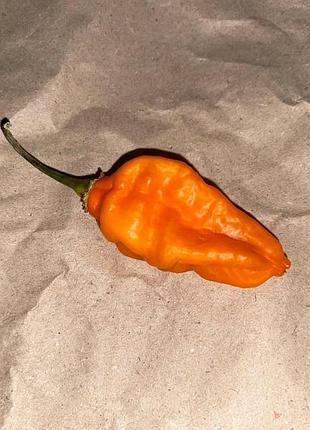 Острый перец naga orange семена 5 шт