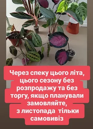Оновлено наявність марантових від 100грн маранта ред фасцінатор, варієгатна, ктенанта сетоза сільвер, калатея, строманта  тріостар триколор