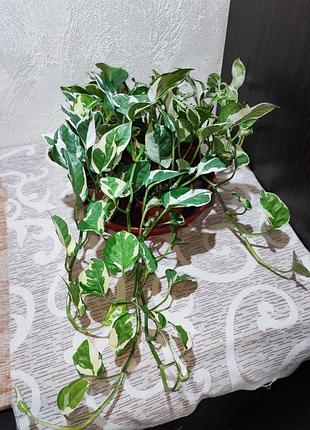 Эпипремнум н-джой (epipremnum aureum njoy)