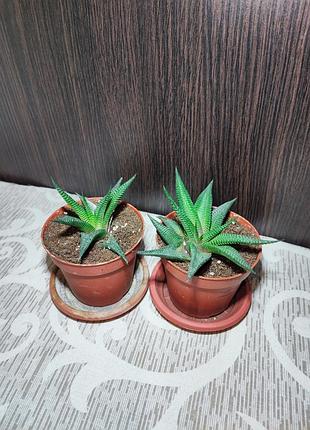 Хавортия (haworthiopsis limifolia)