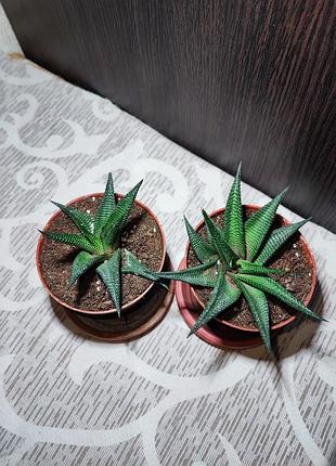 Хавортія (haworthiopsis limifolia) 2