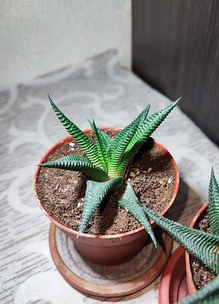 Хавортія (haworthiopsis limifolia) 3