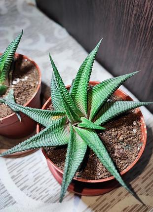Хавортія (haworthiopsis limifolia) 4