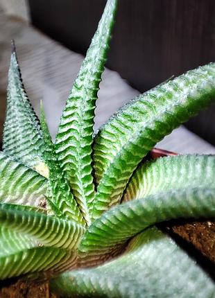 Хавортія (haworthiopsis limifolia) 5