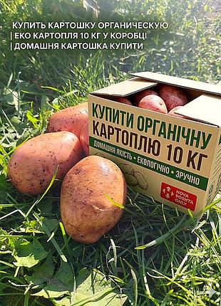 Картофель домашняя органическая 10 кг в коробке | эко-картошка отборная