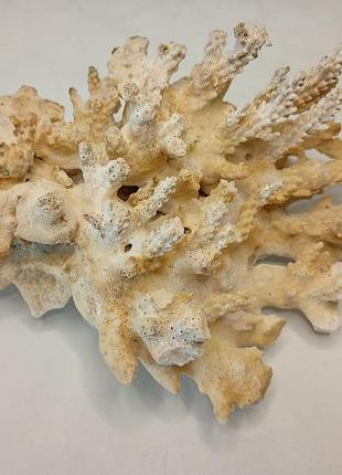 Натуральний морський корал акропора (acropora) натуральный морской коралл
