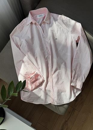Трендова оверсайз-сорочка lacoste у ніжну рожеву смужку