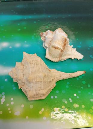 Ракушки раковины морские murex indivia. раковина морская