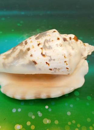 Морская ракушка стромбус "ястребине крыло" hawk-wing conch морская раковина
