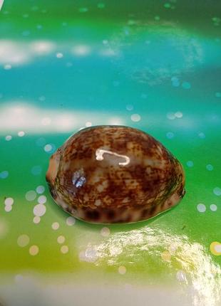Морская раковина ракушка ципрея арабская/ cypraea arabica 4 см морская раковина