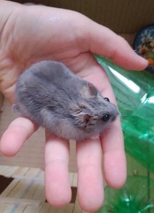 Хом'яки