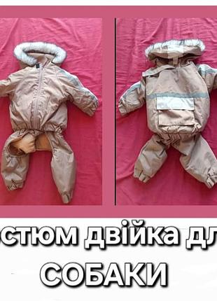 Костюм на синтепоні двійка для бульдога, який більший (вищій за довжиною лап за мопса)