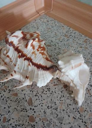 Ракушка для декора