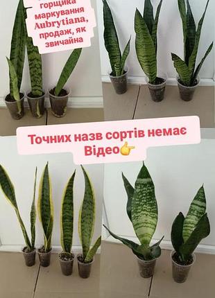 Розпродаж  всі по 150грн, сансевієрії сансевієрія санса, тещин язик