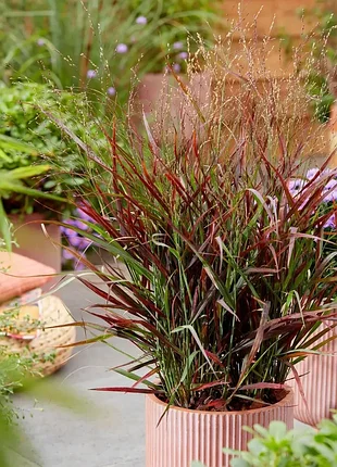 🌾 злаки просо хот род (panicum virgatum hot rod)