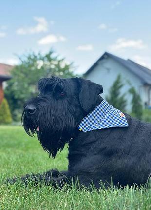 Нашийник-бандана для собак diego print8, розмір l синя клітинка