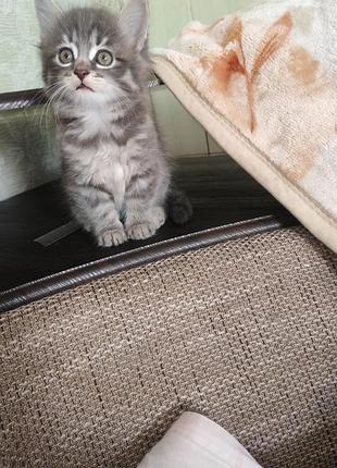 Котята в добрые руки!