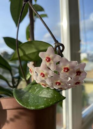 Хойя карноза (hoya carnosa) на фото