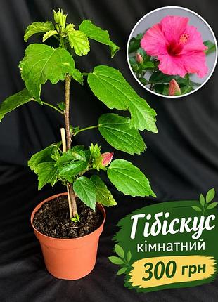 Гібіскус кімнатний рожевий