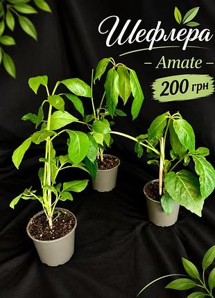 Шефлера amate