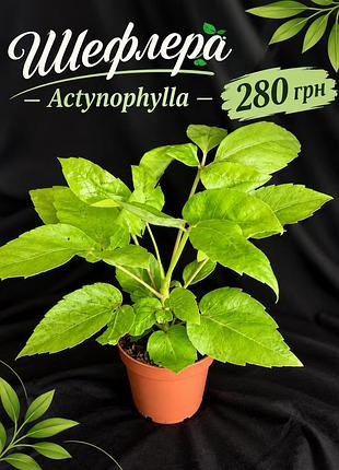 Шефлера actynophylla