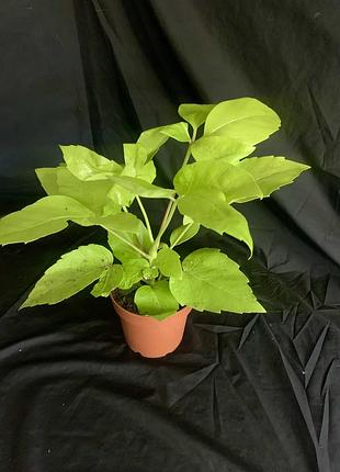 Шефлера actynophylla 2