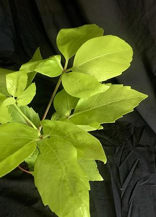 Шефлера actynophylla 3