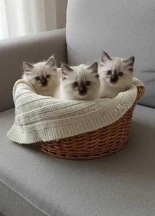Котята породы регдолл 300$