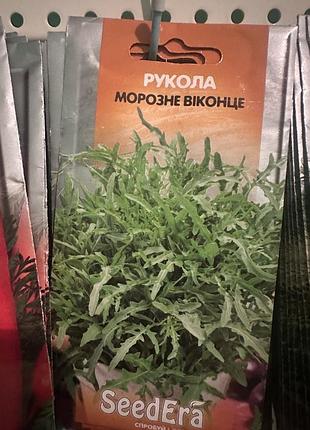 Насіння пряних і зелених трав seedera рукола морозне віконце