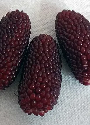 Кукуруза декоративная натуральная
