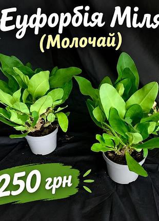 Еуфорбія міля ( молочай) рожевий