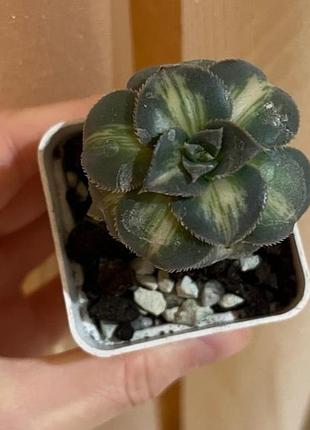 Рослина кімнатна квітка сукулент еоніум aeonium fly