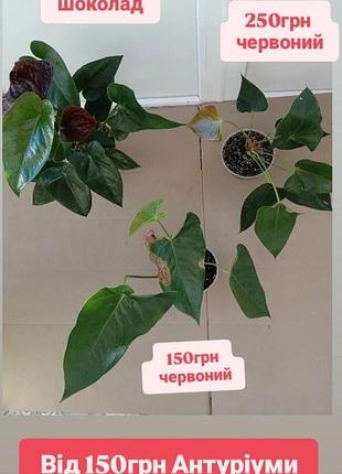 Від 150грн антуріуми шоколад та червоний
