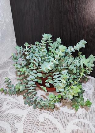 Красула рупестріс (crassula rupestris)