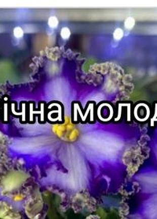 Набір з 20 листів (10 сортів ) сортових фіалок