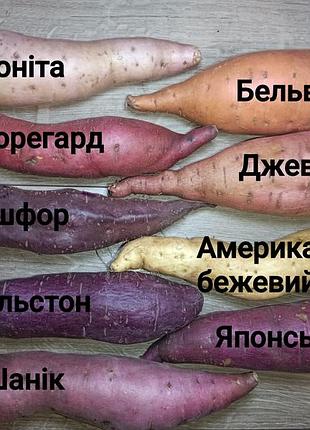 Батат маточні бульби для розсади, 19 сортів